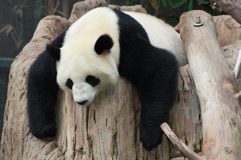 Future panda. Панда приходи.
